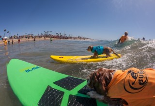 Small dog party wave Photo by Daren Fentiman 