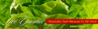 Hollandia Produce
