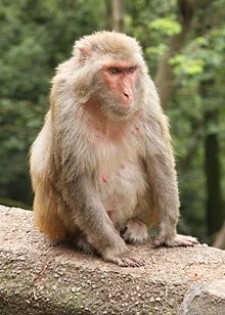 Alpha Genesis Primate Research