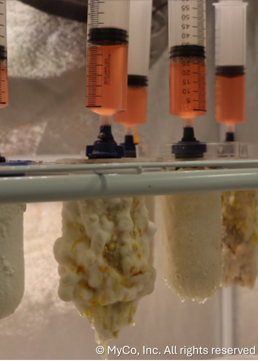 ‘Hydroponics for Mushrooms’ Technology Will Revolutionize the $50B/yr Mushroom Market