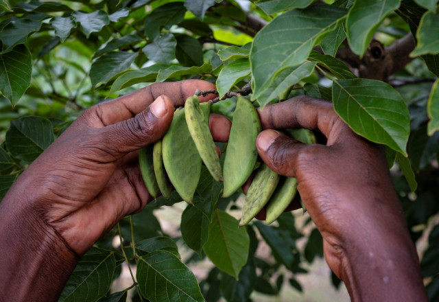 Phyla's Pongamia Pods