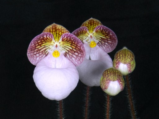 The Huntington Receives National Award for Most Outstanding Orchid