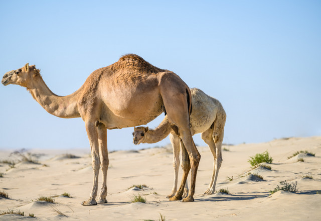 Qatar National Tourism Council