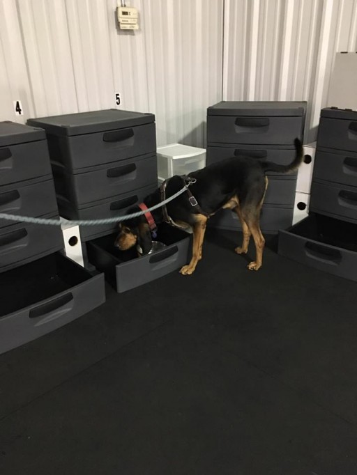 Fido's Nosework Keep Scent-Work Training Facility Looking New With Greatmats