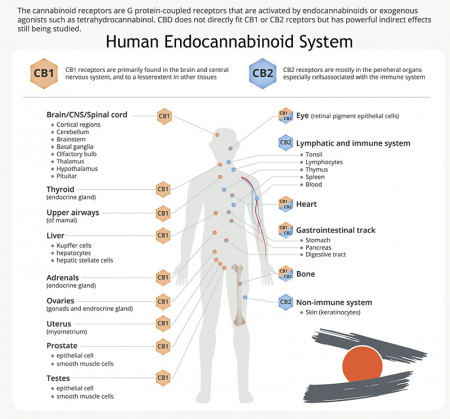 Human endocannabinoid system