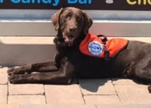 Service Dogs by Warren Retrievers Delivers Diabetic Alert Service Dog to Young Man in Gulfport, FL