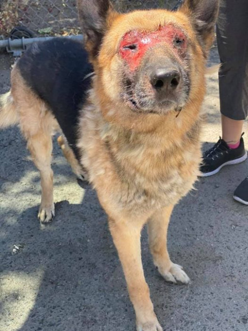 $2500 Reward Offered for Information Leading to Person Who Tortured German Shepherd