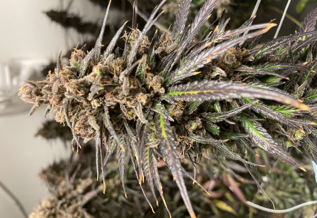 CBD Life Sciences Inc., Tuesday, December 29, 2020, Press release picture