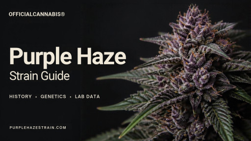 Purple Haze Strain Guide Sheds Light on Brand Confusion and Potency
