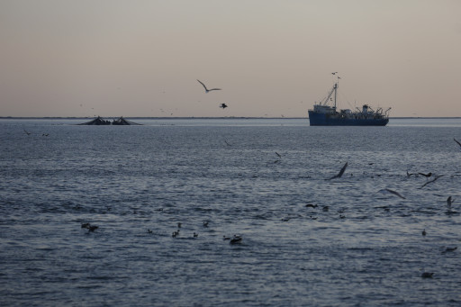 Advocacy Disguised as Journalism: Sierra's One-Sided Attack on Virginia's Menhaden Fishery