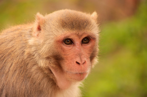 Alpha Genesis Proposes Innovative Management Model to Transform National Primate Research Centers