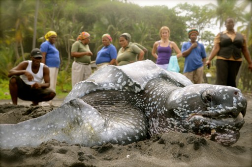 World's Only Guaranteed Sea Turtle Experience Offered at Rosalie Bay Resort, Dominica