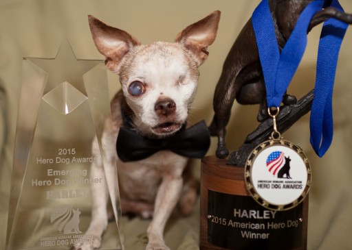 Thousands Will Attend Events This Weekend in Honor of Harley, the Tiny One-Eyed Chihuahua