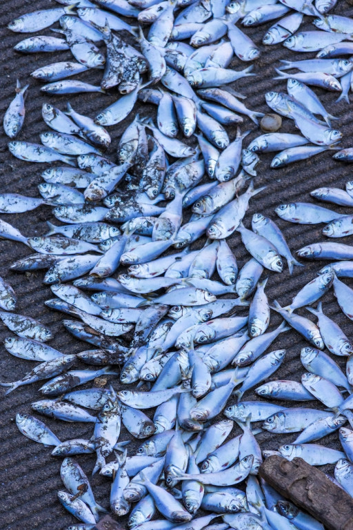 Maryland ASMFC Delegates Once Again Claim "No Menhaden" - But Baltimore Fish Kills Show Otherwise