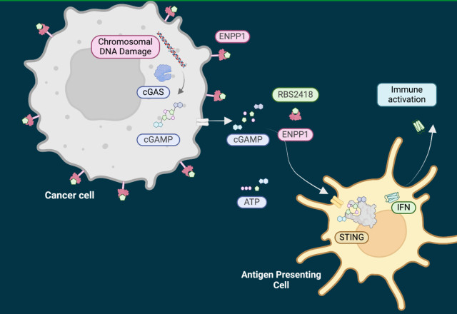 RBS2418-mediated immune activation