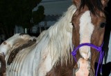 Havasu horse abuse