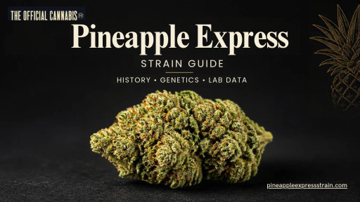 Pineapple Express Strain Guide Compares Conflicting Lineage Records and Historical Lab Data