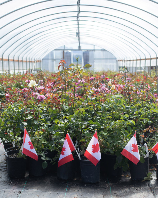 Over 900 Varieties of Roses Now Available to Canadian Gardeners