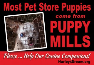 Most Pet Store Puppies come from Puppy Mills