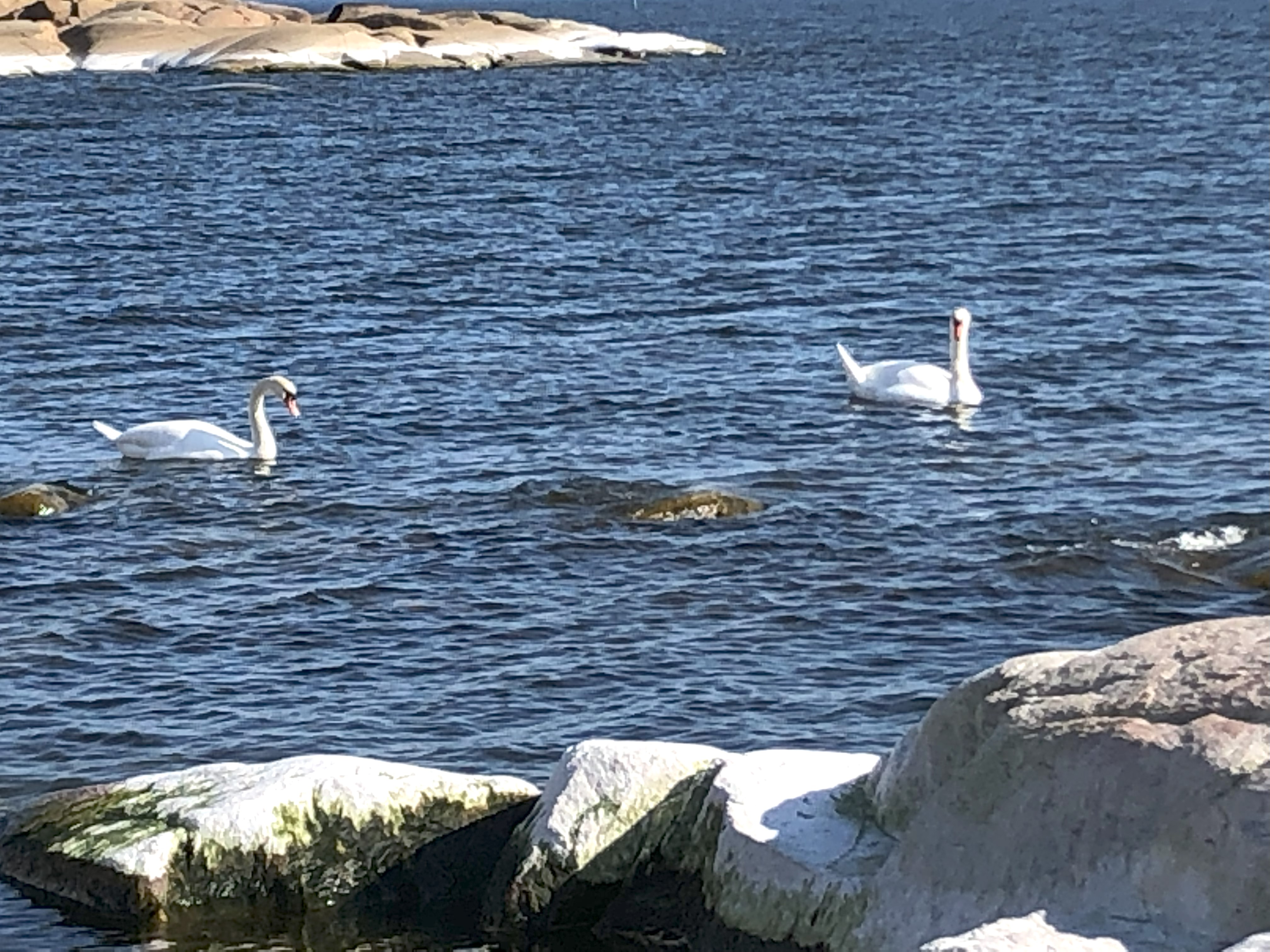 Swans in the High Coast of Sweden 