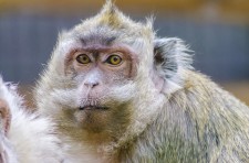 Indonesian macaque
