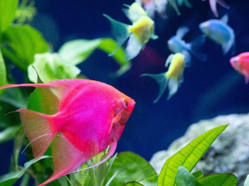 Spectrum Brands and Aperture Pet & Life join forces to welcome the next generation of aquarists