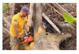 A Scientology Volunteer Minister uses trees felled by the hurricane as a source of lumber for rebuilding homes in Haiti