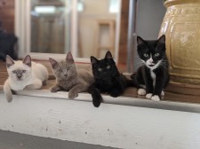 War Room Rescue Kittens