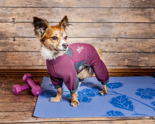 Pet Life Unveils Its Fitness and Yoga Wear Collection for Dogs