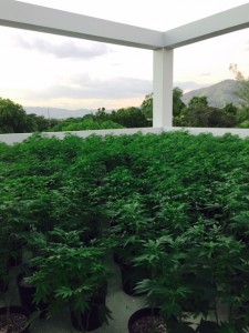 CITIVA's Cannabis growing at UWI