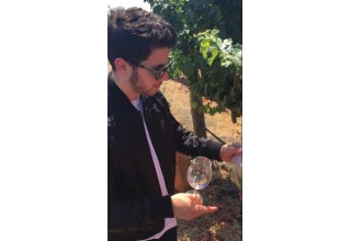 Nick Jonas Welcomes 2017 Harvest Season at Honig Vineyard & Winery 