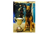 Rex & His World Champion DockDogs Cup