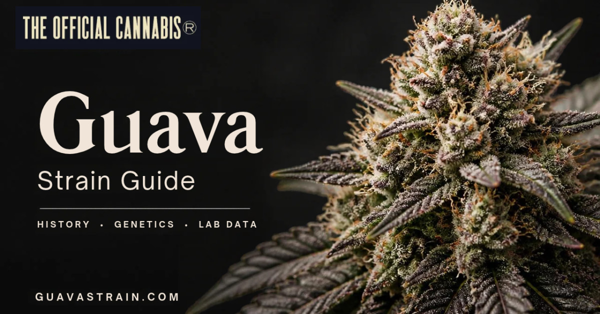 Guava Strain Guide Disambiguates Phenotypes and Breeders