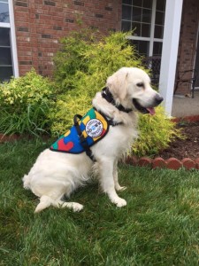 SDWR Autism Service Dog Eric