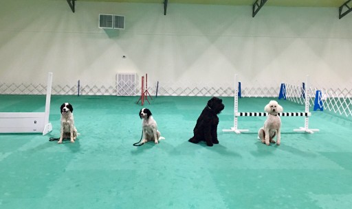Greatmats Cushioned Dog Training Floor Adds Safety to Dream Indoor Dog Space for Retired Alabama Teacher