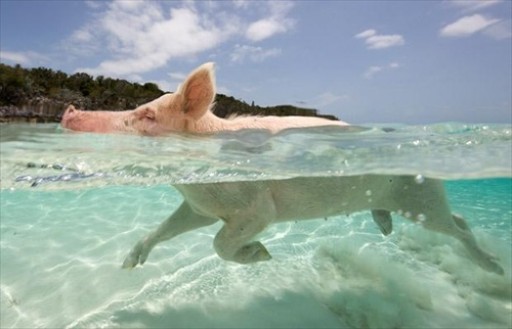 The World-Famous Swimming Pigs Are Resurrected! Pig Beach Lives On