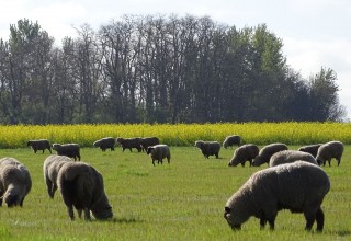 Integrating livestock grazing with crops