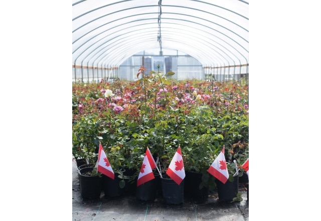 Heirloom Roses Greenhouse with Flags