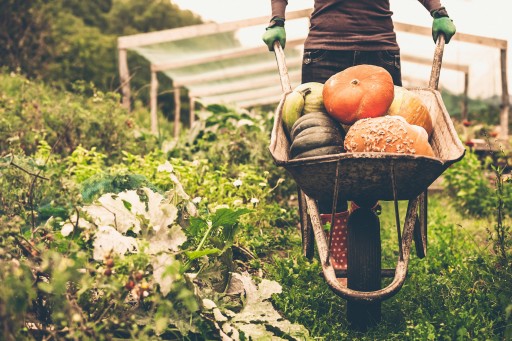 Organic Food: The United Kingdom Is Putting Quality Before Price