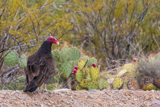 Desert Museum Opens Creative Vulture Culture Exhibit
