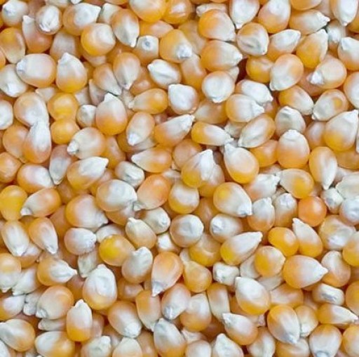 Quality White & Yellow Maize For Human & Animal Consumption