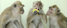 Alpha Genesis Research Primates