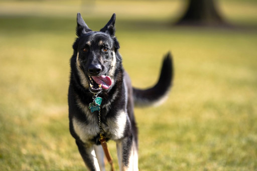 K9 of Mine Creates Dog Training Plan for Major Biden