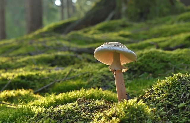 15 Best Mushroom Supplements for Immune System in 2025