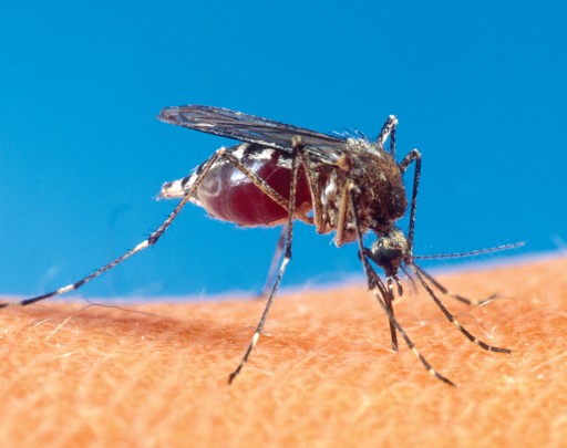 West Nile Virus Cases Are on the Rise