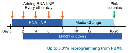 iPSC reprogramming diagram