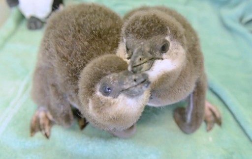 Ripley's Aquarium of the Smokies Celebrates Birth of Baby Penguins