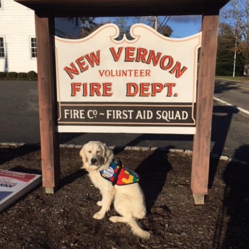 Highly Trained Autism Service Dog to Assist Four-Year-Old Child in New Vernon, New Jersey