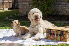 Luxury Jewelry for Dogs