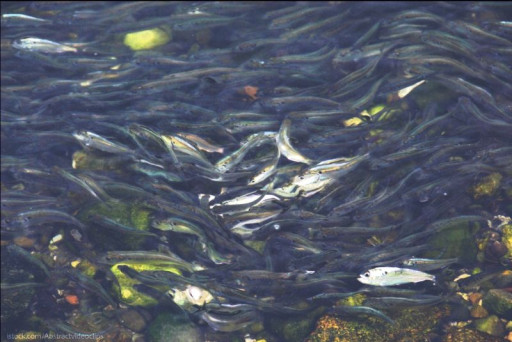 Chesapeake Bay Foundation Peddles a False Menhaden Crisis-Not Science